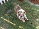 English Bulldog Puppies for sale in Vacaville, CA, USA. price: NA
