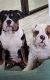English Bulldog Puppies for sale in Chino, CA, USA. price: NA