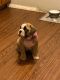 English Bulldog Puppies for sale in Miramar, FL 33023, USA. price: NA