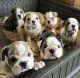 English Bulldog Puppies for sale in Maryland, NY 12116, USA. price: $800