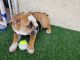 English Bulldog Puppies for sale in Ventura, CA 93003, USA. price: NA
