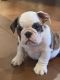 English Bulldog Puppies for sale in Prescott Valley, AZ 86314, USA. price: NA