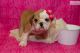 English Bulldog Puppies for sale in Alorton, IL, USA. price: $1,000