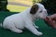 English Bulldog Puppies for sale in Alorton, IL, USA. price: $800