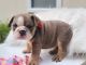 English Bulldog Puppies for sale in Jacksonville, FL, USA. price: $2,700