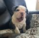 English Bulldog Puppies for sale in Austin, TX, USA. price: $850