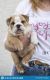 English Bulldog Puppies for sale in Toronto Rd, Singapore. price: NA