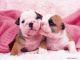 English Bulldog Puppies for sale in Toronto Rd, Singapore. price: NA