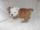 English Bulldog Puppies for sale in Orland Park, IL, USA. price: NA
