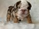 English Bulldog Puppies for sale in Miramar, FL, USA. price: NA