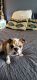 English Bulldog Puppies for sale in Cullowhee, NC 28723, USA. price: NA