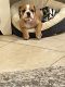 English Bulldog Puppies for sale in Katy, TX, USA. price: $1,500