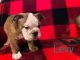 English Bulldog Puppies for sale in Shady Point, OK 74956, USA. price: NA