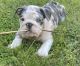 English Bulldog Puppies for sale in Katy, TX 77494, USA. price: NA