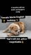 English Bulldog Puppies for sale in Woodland Hills, Los Angeles, CA, USA. price: NA