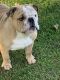 English Bulldog Puppies for sale in Culpeper, VA 22701, USA. price: NA