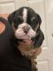English Bulldog Puppies for sale in Corona, CA, USA. price: $2