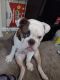 English Bulldog Puppies for sale in Atlanta, GA, USA. price: $7,000