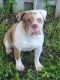 English Bulldog Puppies for sale in Sunrise, FL, USA. price: NA