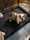 English Bulldog Puppies for sale in Many, LA 71449, USA. price: $3,500