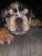 English Bulldog Puppies for sale in Huntington Park, CA 90255, USA. price: $2,500