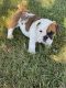 English Bulldog Puppies for sale in Harrisburg, SD 57032, USA. price: $1,700