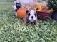 English Bulldog Puppies for sale in 9606 Florida Boys Ranch Rd, Clermont, FL 34711, USA. price: NA