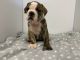 English Bulldog Puppies for sale in Russellville, AR, USA. price: NA