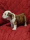 English Bulldog Puppies for sale in Bullock, NC 27507, USA. price: NA