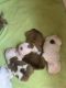 English Bulldog Puppies for sale in Marianna, FL, USA. price: NA