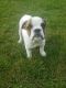 English Bulldog Puppies for sale in Macomb, MI 48044, USA. price: $2,500