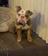 English Bulldog Puppies for sale in Chandler, AZ 85248, USA. price: NA