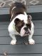English Bulldog Puppies for sale in Dearborn, MI, USA. price: NA