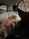 English Bulldog Puppies for sale in Tacoma, WA 98444, USA. price: NA