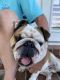 English Bulldog Puppies for sale in Wentzville, MO, USA. price: NA