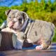 English Bulldog Puppies for sale in Eagle Mountain, UT 84005, USA. price: $820