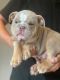 English Bulldog Puppies for sale in Eagle Mountain, UT 84005, USA. price: $800