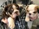 English Bulldog Puppies for sale in Eagle Mountain, UT 84005, USA. price: $920