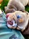 English Bulldog Puppies for sale in Columbia, SC 29209, USA. price: NA