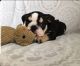 English Bulldog Puppies for sale in Victorville, CA, USA. price: NA