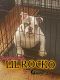 English Bulldog Puppies for sale in Virginia Beach, VA, USA. price: $3,000