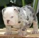 English Bulldog Puppies for sale in USAA Blvd, San Antonio, TX, USA. price: NA