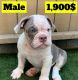 English Bulldog Puppies for sale in Claremont, CA, USA. price: NA