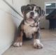 English Bulldog Puppies for sale in Kissimmee, FL, USA. price: NA