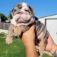 English Bulldog Puppies for sale in FAIR OAKS, TX 78006, USA. price: NA