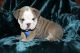 English Bulldog Puppies for sale in Live Oak, FL 32060, USA. price: $2,900