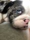 English Bulldog Puppies for sale in Syracuse, NY, USA. price: NA