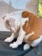 English Bulldog Puppies for sale in Frisco, TX, USA. price: $1,200