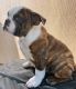 English Bulldog Puppies for sale in Frisco, TX, USA. price: $1,400