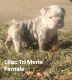 English Bulldog Puppies for sale in Lewisville, TX 75067, USA. price: NA